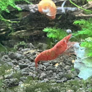 Néocaridina Sakura rouge