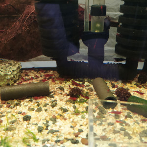 Crevettes neocaridina