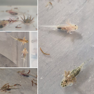 Axolotl