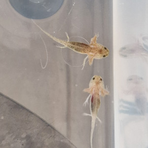 Axolotl