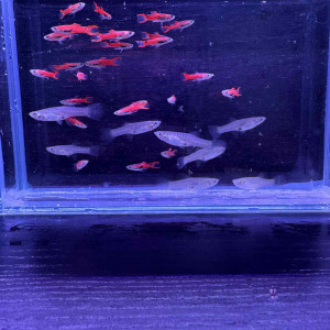 LISTE GUPPY DISPO