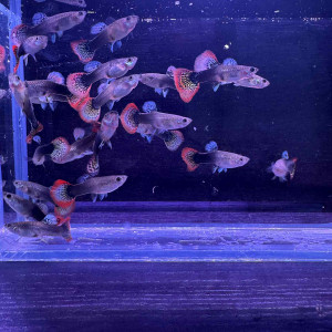 LISTE GUPPY DISPO