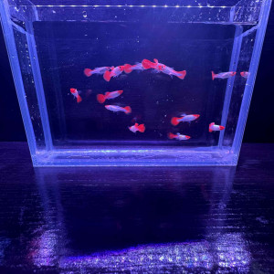 LISTE GUPPY DISPO