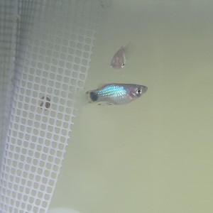 Vend mâle Platy Blue Mickey Mouse