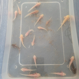 axolotl
