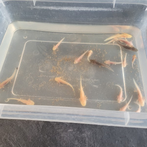axolotl