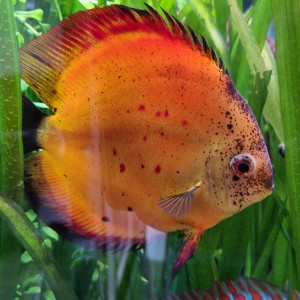 Aquarium marque Eheim Modèle Incpiria 430 alpin blanc + poissons