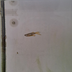 Donne poisson