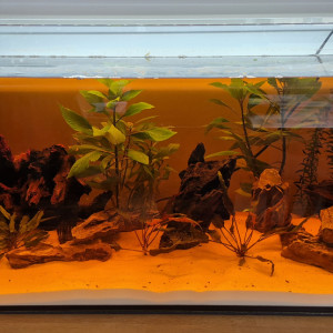 Affaire suite arrêt aquariophilie