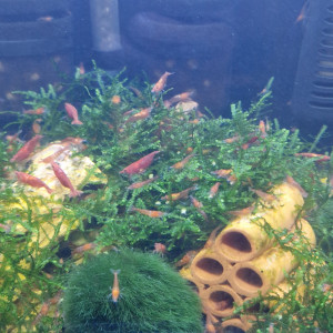 Neocaridinas davidi( red cherry)