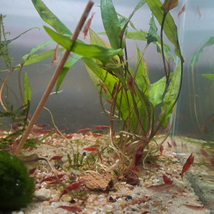 Crevette neocaridina red cherry