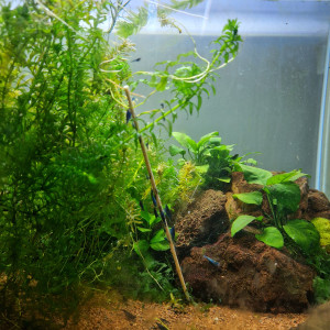 Neocaridinas blue velvet