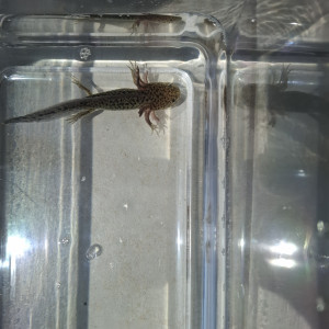 Axolotl 15 euros sauvage 12 cm