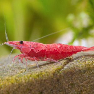 Crevettes Sakura RED
