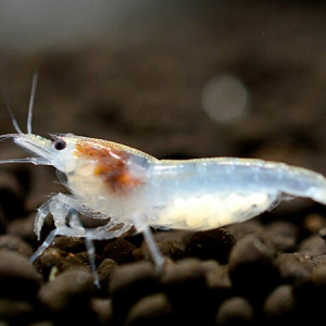 Crevettes Palmata White pearl