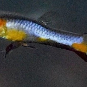 Guppy Campoma n°47 Blue star