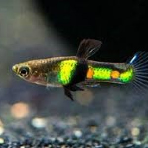 Guppy Campoma El Tigre