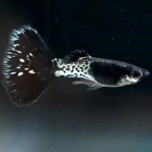 Guppy Black Metal Lace
