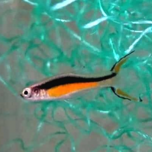 Guppy Campoma n°6