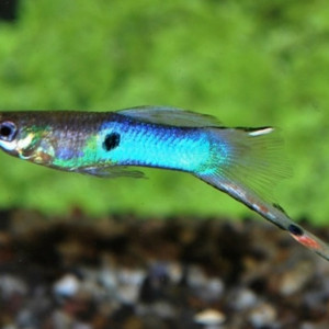 Guppy blue Japan