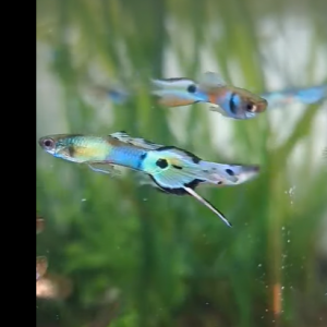 Guppy multicolor
