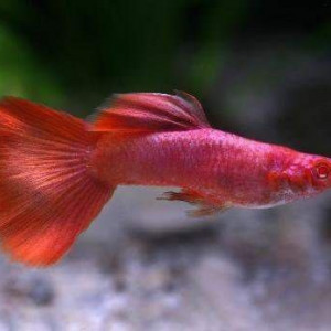 Guppy albinos magenta Full Red