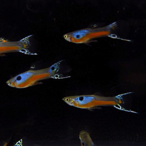 Guppy Endler cardinal