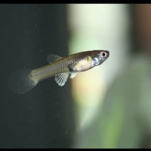 Guppies for exchange