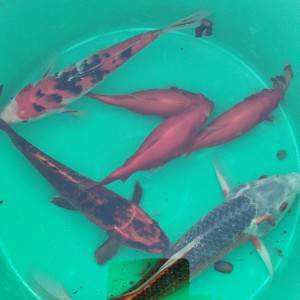 3 Carpes Koï, 3 Poissons rouges, nenuphars, Filtres et pompe