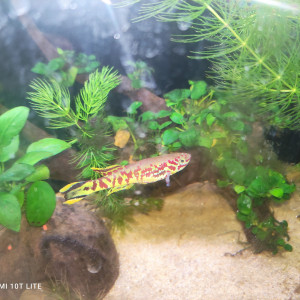 Male fundulopanchax spoorenbergi