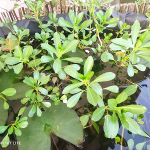 Plantes pour petits bassins ou aquariums