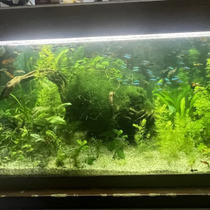 Aquarium 240l