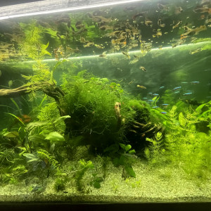 Aquarium 240l