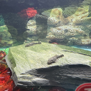 Ancistrus