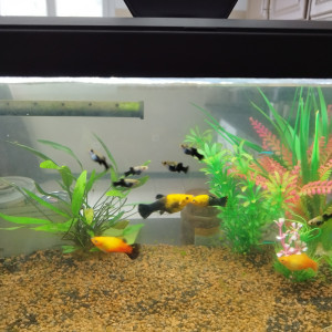 Platy
