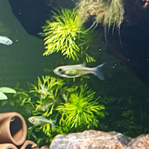 Rasbora Kubotai à donner