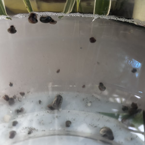 Escargots Planorbe