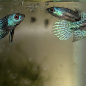 Combattants betta alien green