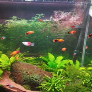 Donne lot de poissons