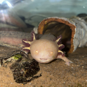Axolotls