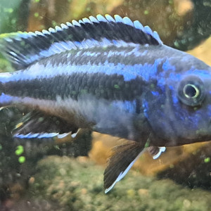 Donne deux Cichlidés melanochromis cyaneorhabdos