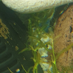 BB ancistrus