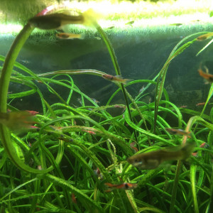 Guppy