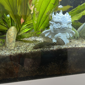 Ancistrus