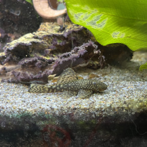 Ancistrus