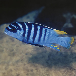 Meylandia Zebra chilumba OB