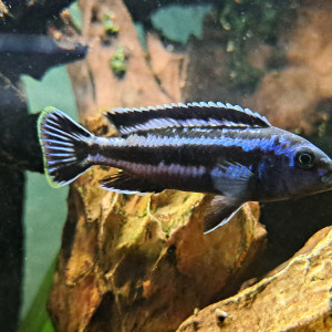 Donne deux Cichlidés melanochromis cyaneorhabdos