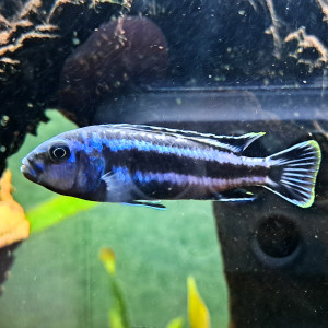 Donne deux Cichlidés melanochromis cyaneorhabdos