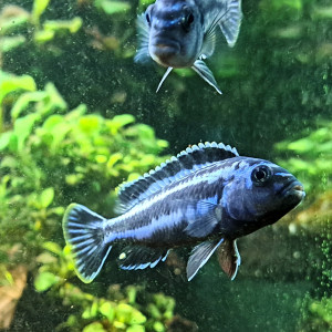 Donne deux Cichlidés melanochromis cyaneorhabdos