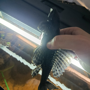 Pleco adulte